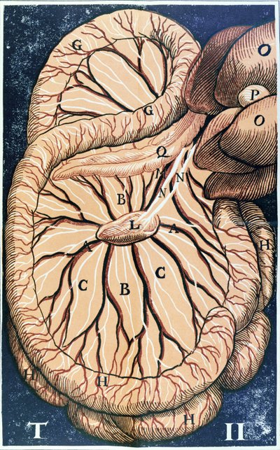 The Pancreas by Gasparo Aselli